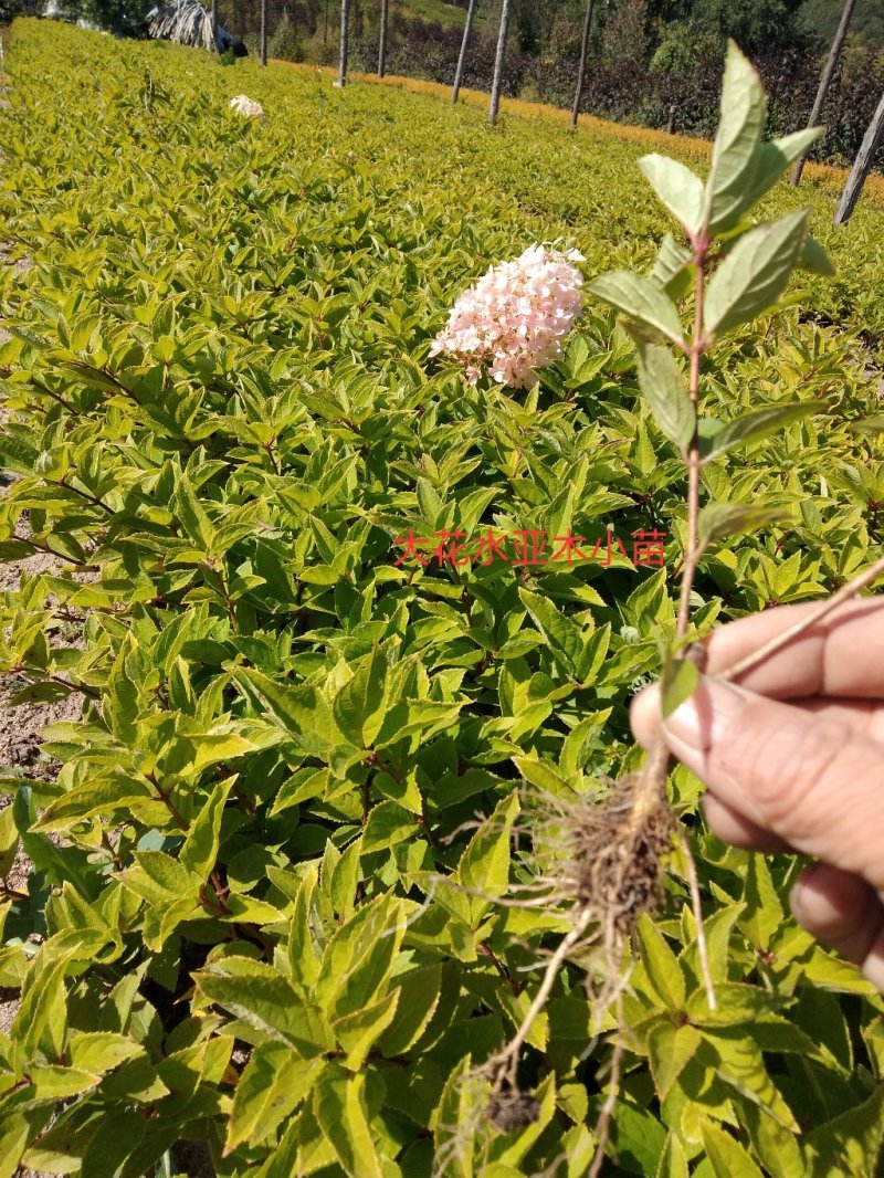 ]木绣球苗(大花水亚木)木绣球小苗木绣球工