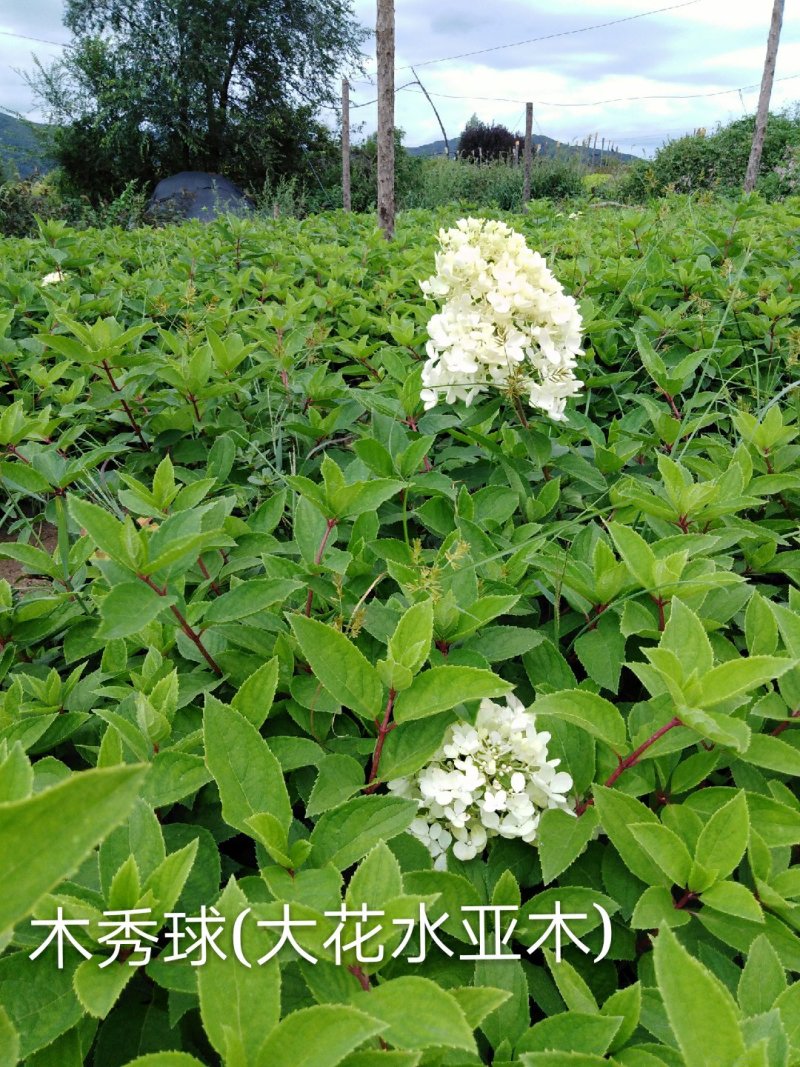 ]木绣球苗(大花水亚木)木绣球小苗木绣球工