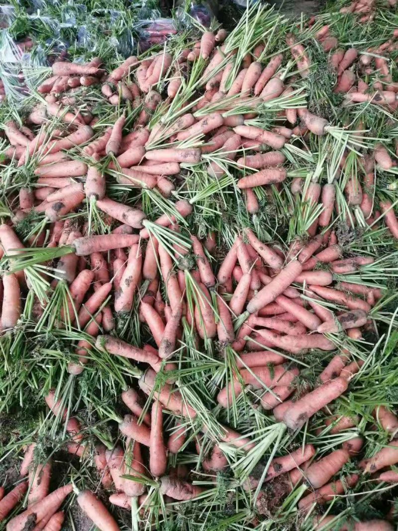 本地三红胡萝卜11月底大量上市～精品北京包广东包