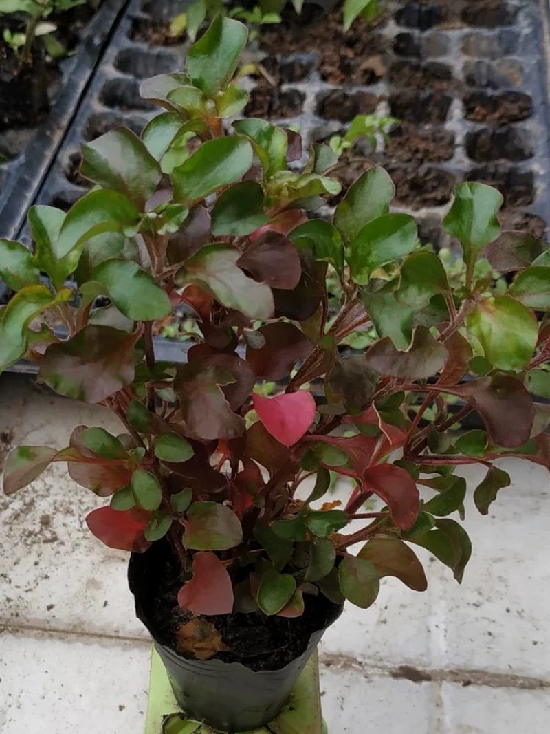 旱地西洋菜苗台湾红枸杞菜苗新型保健野菜带育苗
