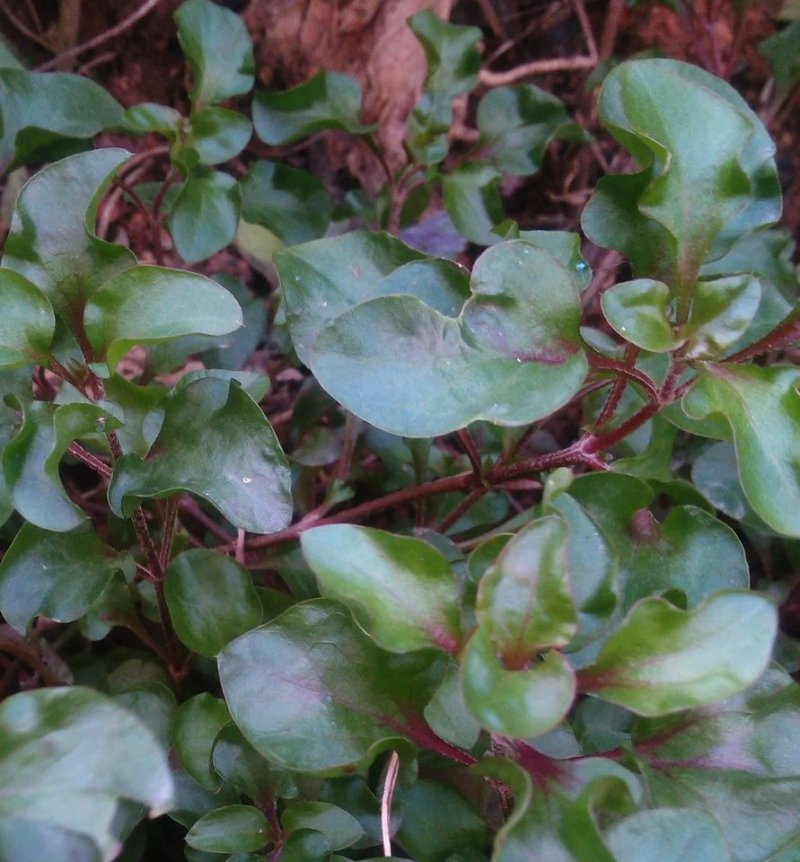 旱地西洋菜苗台湾红枸杞菜苗新型保健野菜带育苗