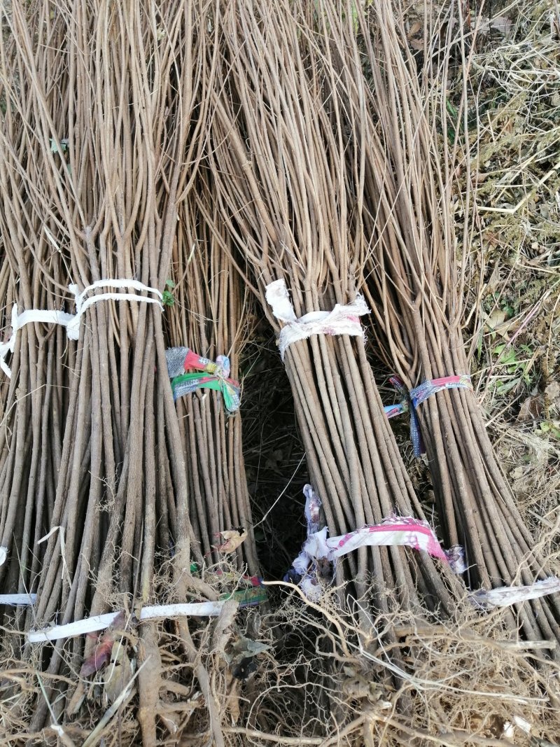 五角枫元宝枫枫树枫树枫树苗五角枫苗树苗