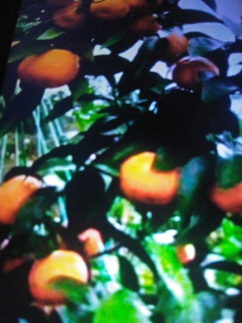 柑橘椪柑