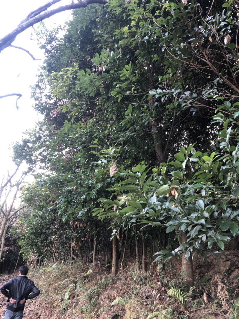 浙江樟截杆苗浙江樟骨架苗农户直销