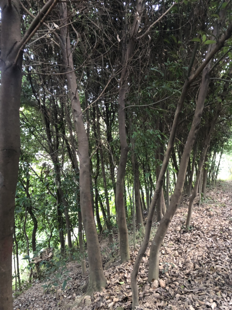 浙江樟截杆苗浙江樟骨架苗农户直销