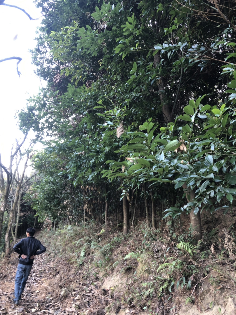 浙江樟截杆苗浙江樟骨架苗农户直销