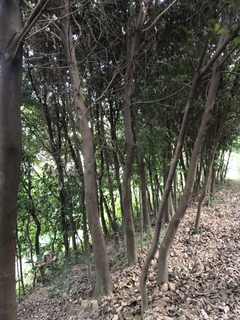 浙江樟截杆苗浙江樟骨架苗农户直销