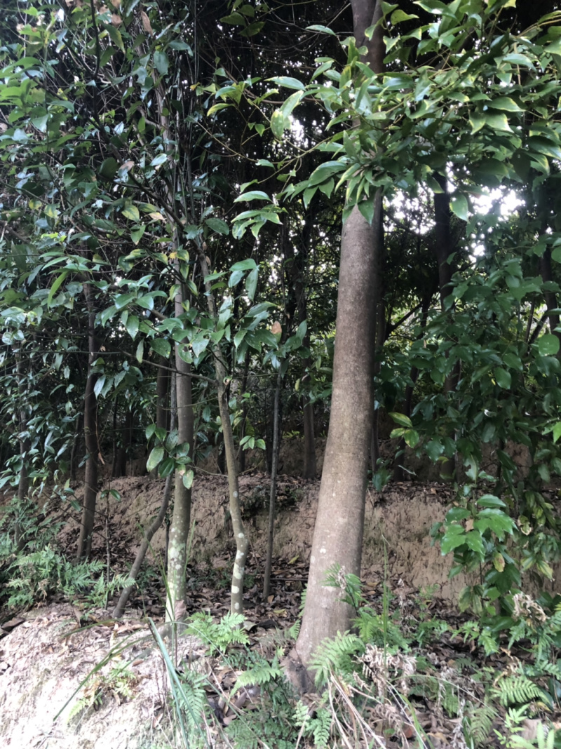 浙江樟截杆苗浙江樟骨架苗农户直销
