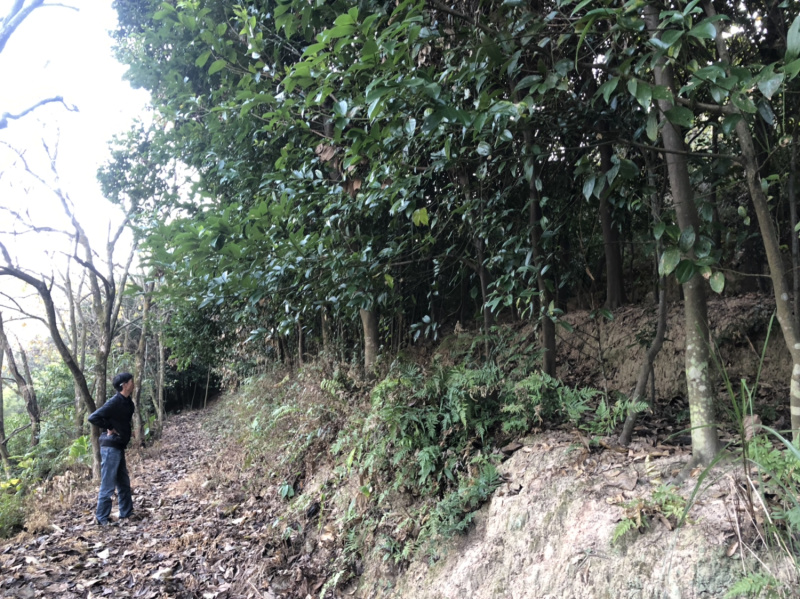 浙江樟截杆苗浙江樟骨架苗农户直销