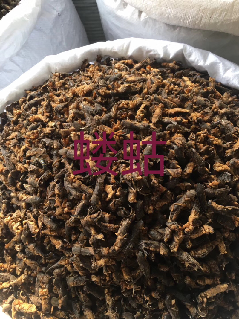 蝼蛄中药材蝼蛄拉拉蛄500克包邮蝼蛄干