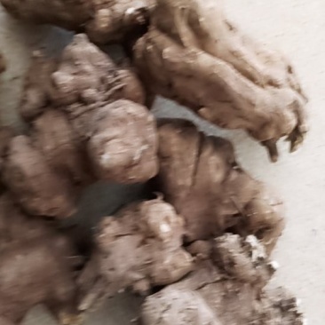 中药材白术个子