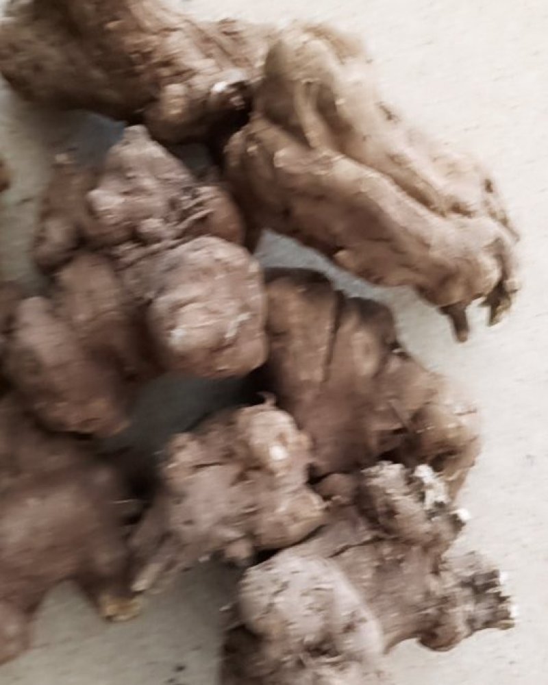 中药材白术个子