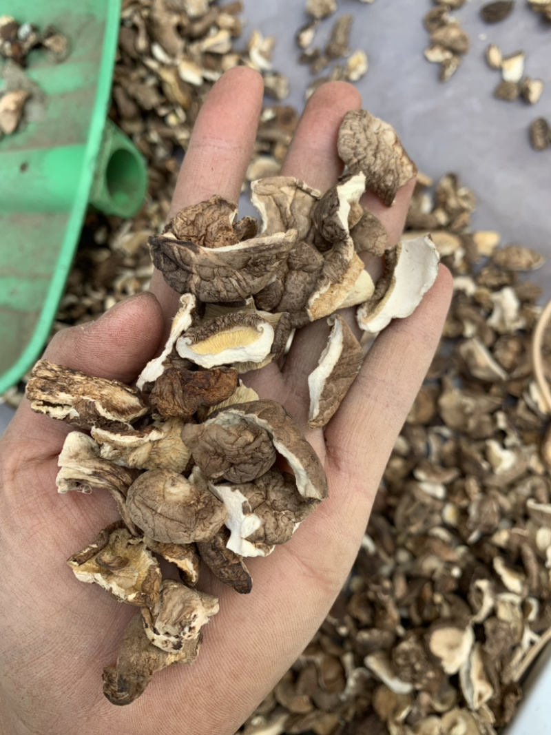 2026新货干香菇碎片