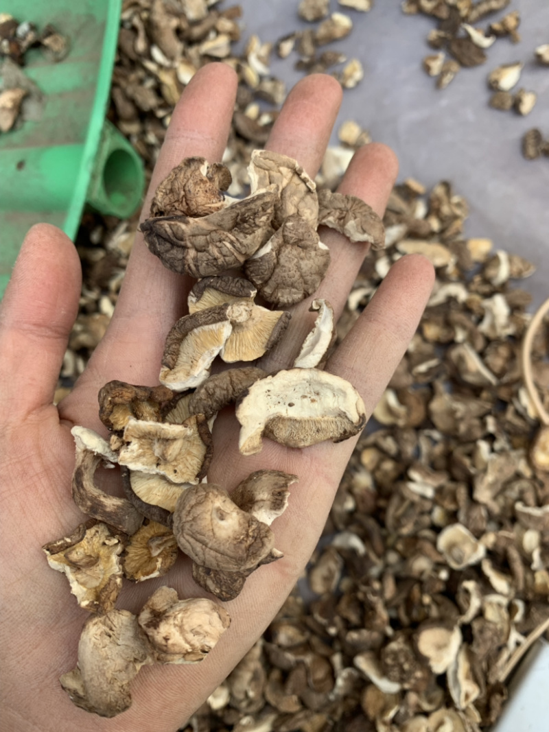 2026新货干香菇碎片
