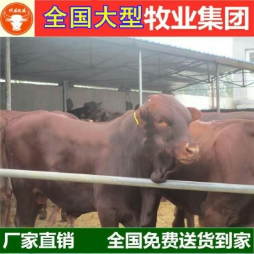 夏洛莱牛犊品种优良品质保障提供技术免费运输
