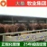 夏洛莱牛犊品种优良品质保障提供技术免费运输