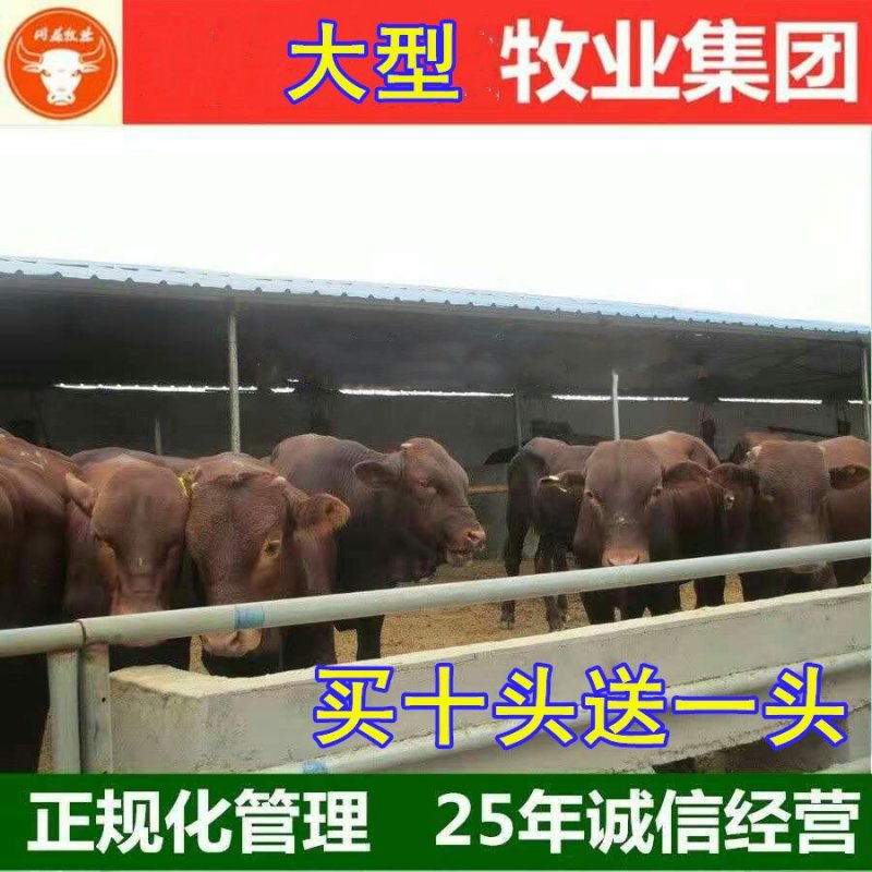 夏洛莱牛犊品种优良品质保障提供技术免费运输