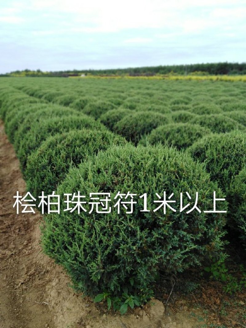 东北修剪7年的桧柏球各等规格及，桧柏小苗工程苗