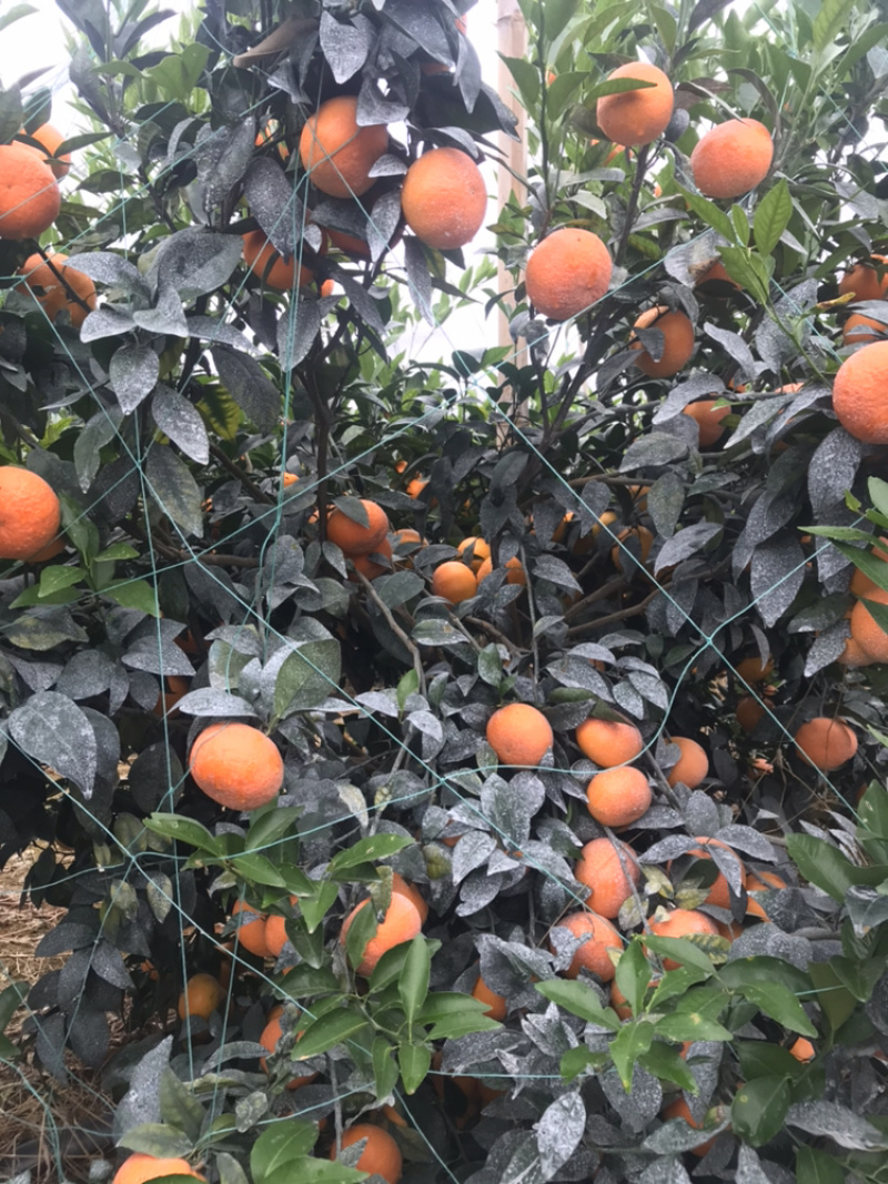 广西南宁精品沃柑武鸣产地发货