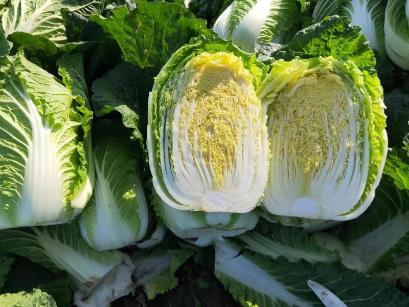 玲珑黄矮颗全黄心大白菜，质量好，诚信合作