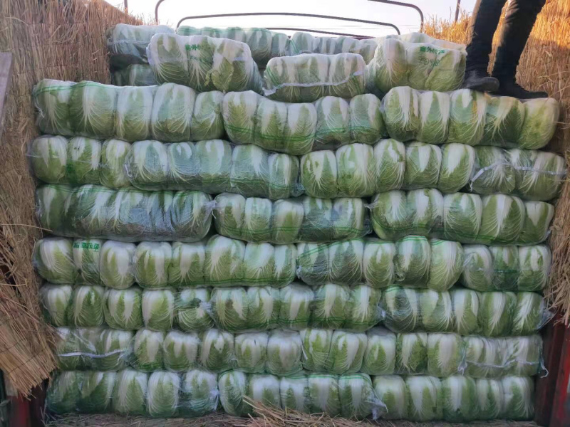 玲珑黄矮颗全黄心大白菜，质量好，诚信合作