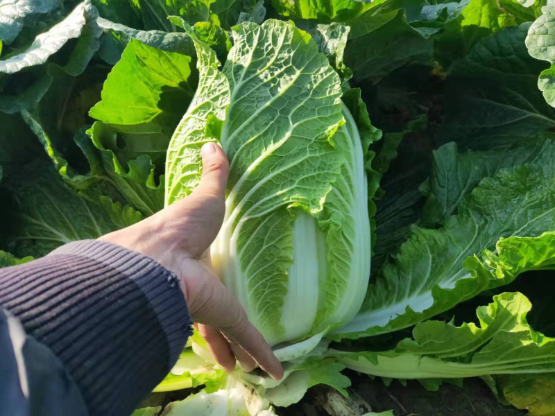 玲珑黄矮颗全黄心大白菜，质量好，诚信合作