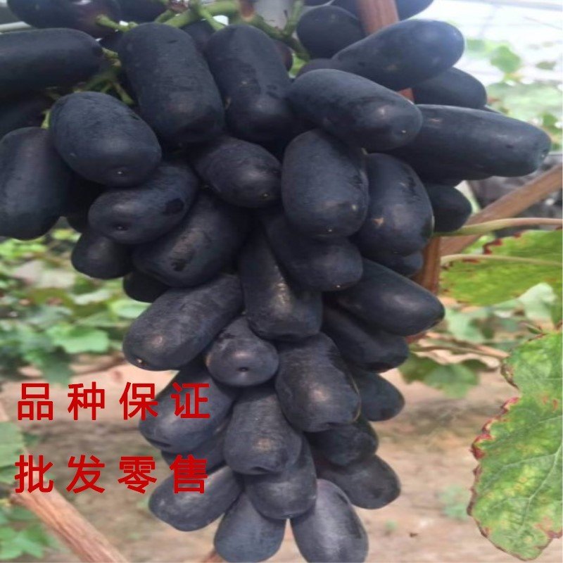 甜蜜蓝宝石苗包品种包结果包技术指导现挖现卖好品种蓝宝石葡