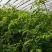 硬粉西红柿密蜂授粉高温棚刚下，量大优惠欢迎合作
