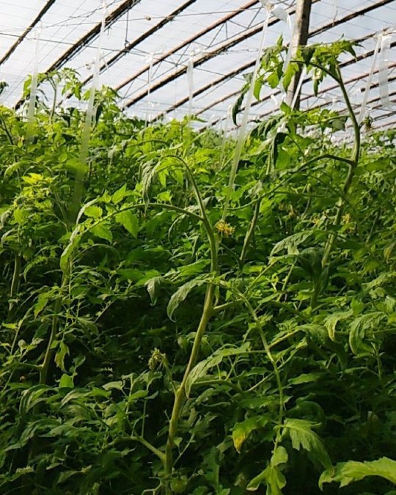 硬粉西红柿密蜂授粉高温棚刚下，量大优惠欢迎合作