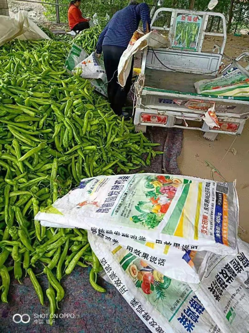 鸡粪，生态有机肥，消除土壤板结，抗重茬，含活化腐殖酸