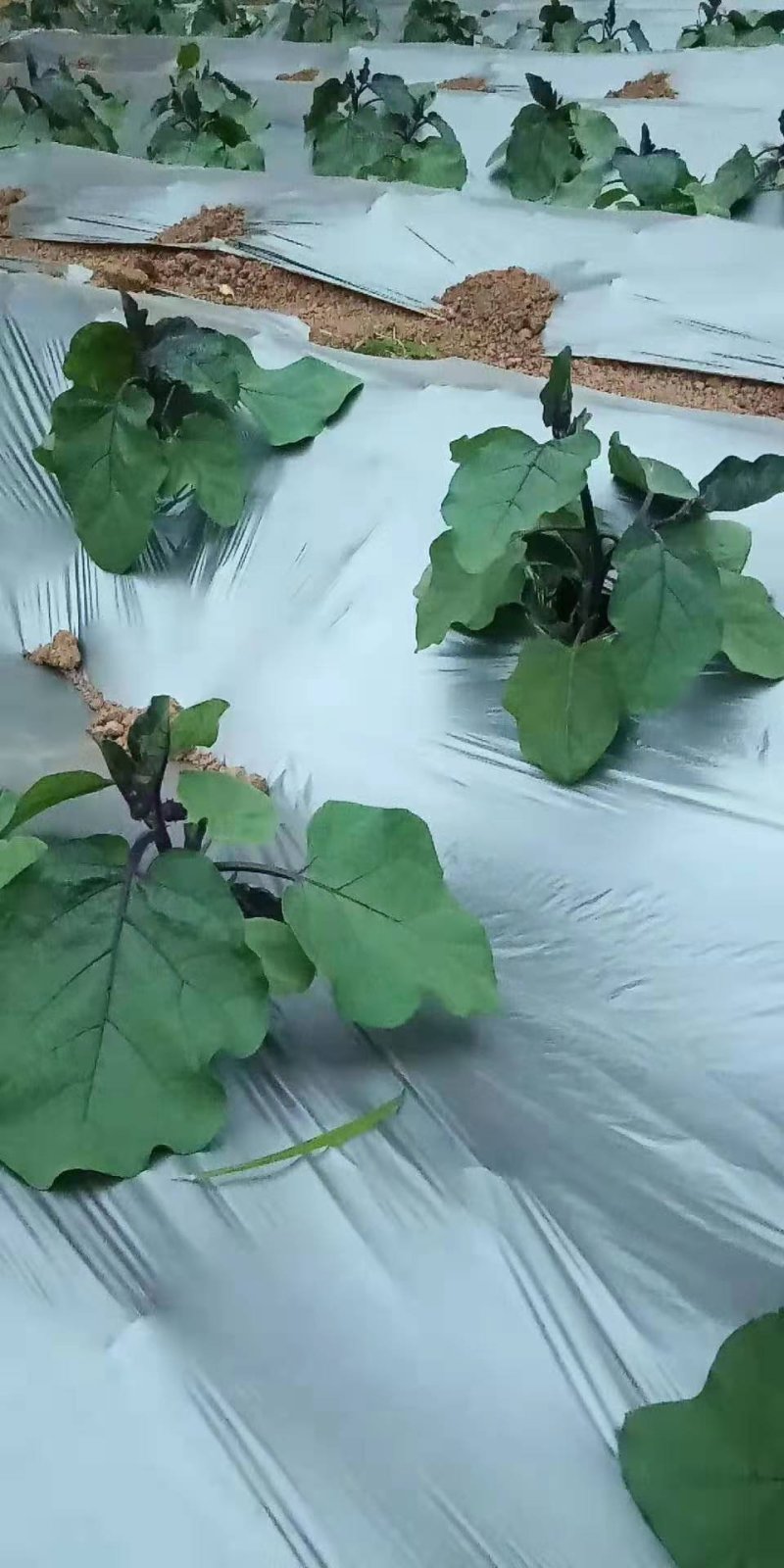 鸡粪，生态有机肥，消除土壤板结，抗重茬，含活化腐殖酸