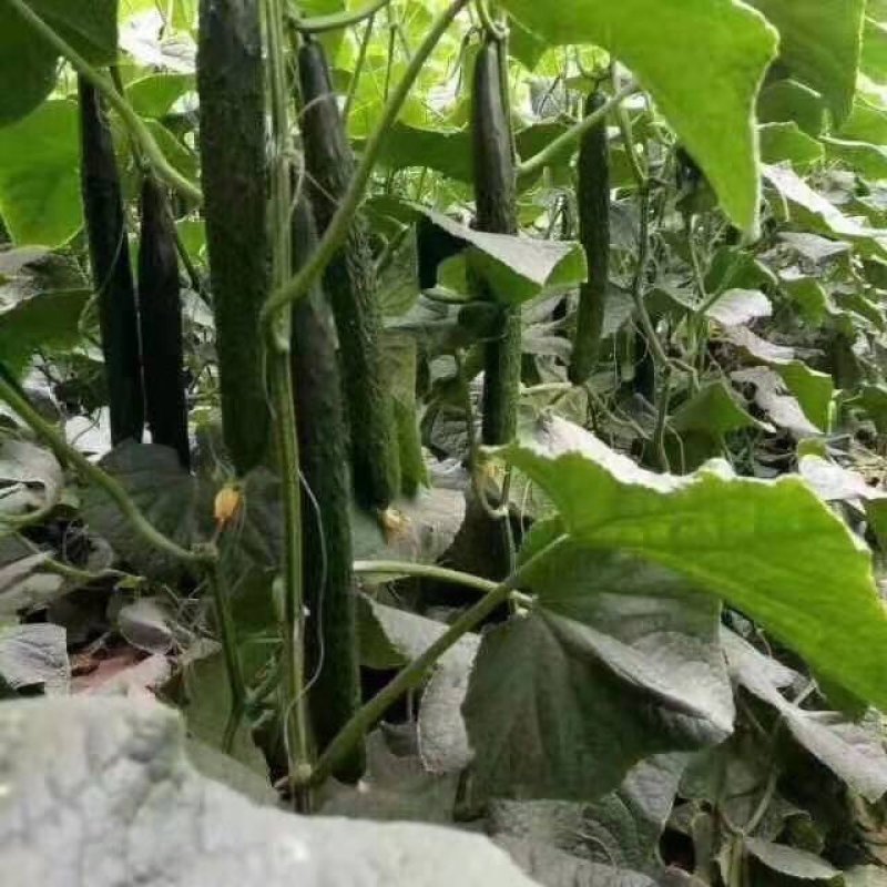 鸡粪，生态有机肥，消除土壤板结，抗重茬，含活化腐殖酸