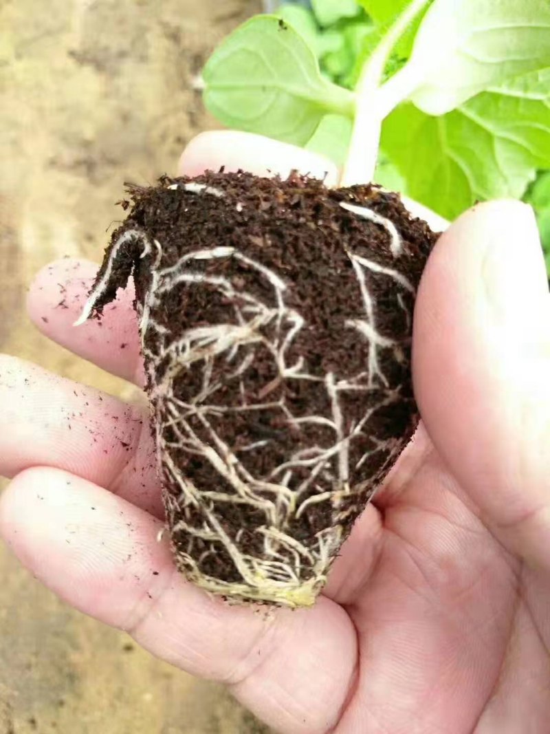 鸡粪，生态有机肥，消除土壤板结，抗重茬，含活化腐殖酸
