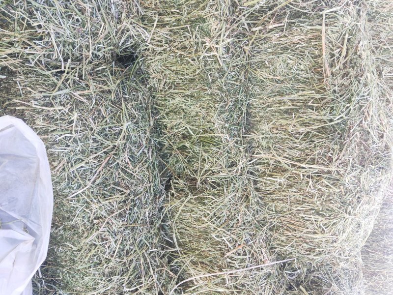 苜蓿草，燕麦草大量现货供应，代发全国，可视频看货