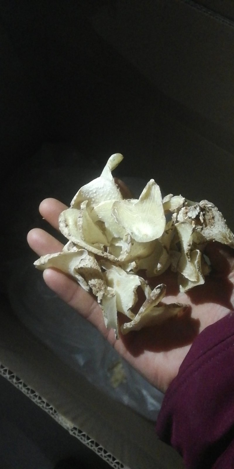 紫花三岔大白芨，个子，片子