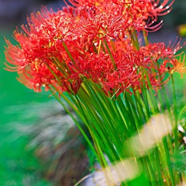 红色彼岸花，盆景好素材