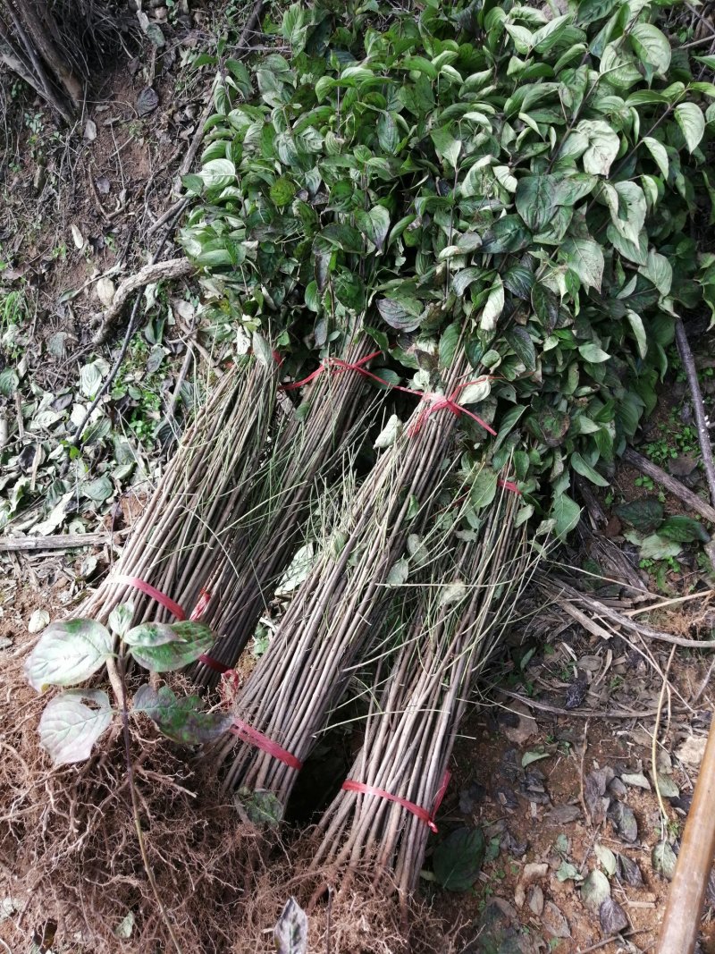 山茱萸苗山茱萸山萸肉肉枣枣皮红枣皮河南山茱萸