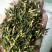莲子心莲子心茶规格齐全中药材大全质量放心