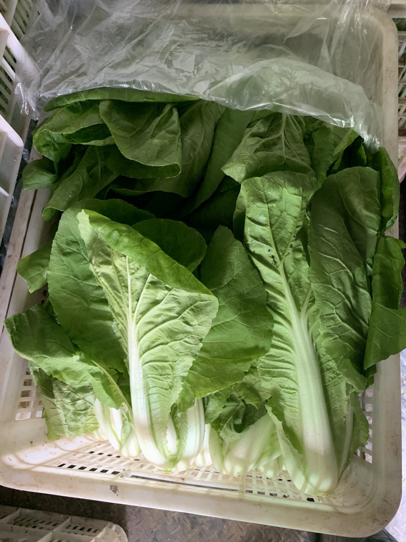 【畅销】一级小白菜毛白菜快菜常年出货基地直供