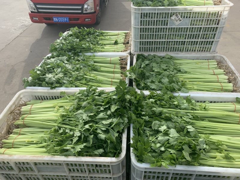 【精选】一级香芹批发大量上市商超品质基地直供