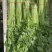 【精选】一级香芹批发大量上市商超品质基地直供