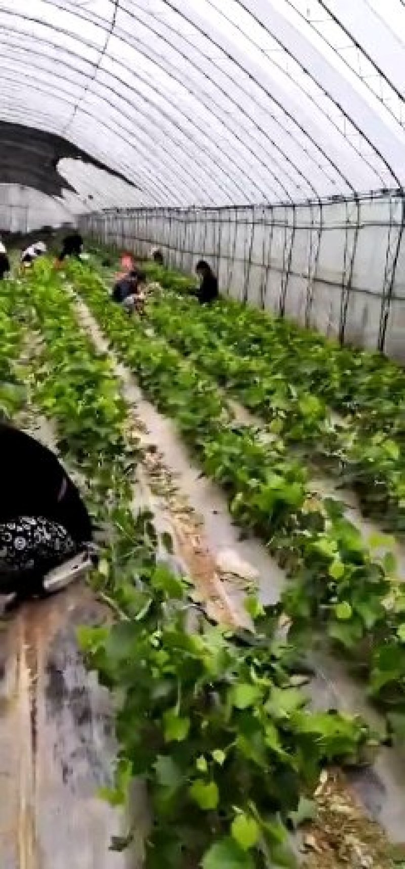 巨玫瑰葡萄苗，一年生贝达嫁接，自家的苗圃