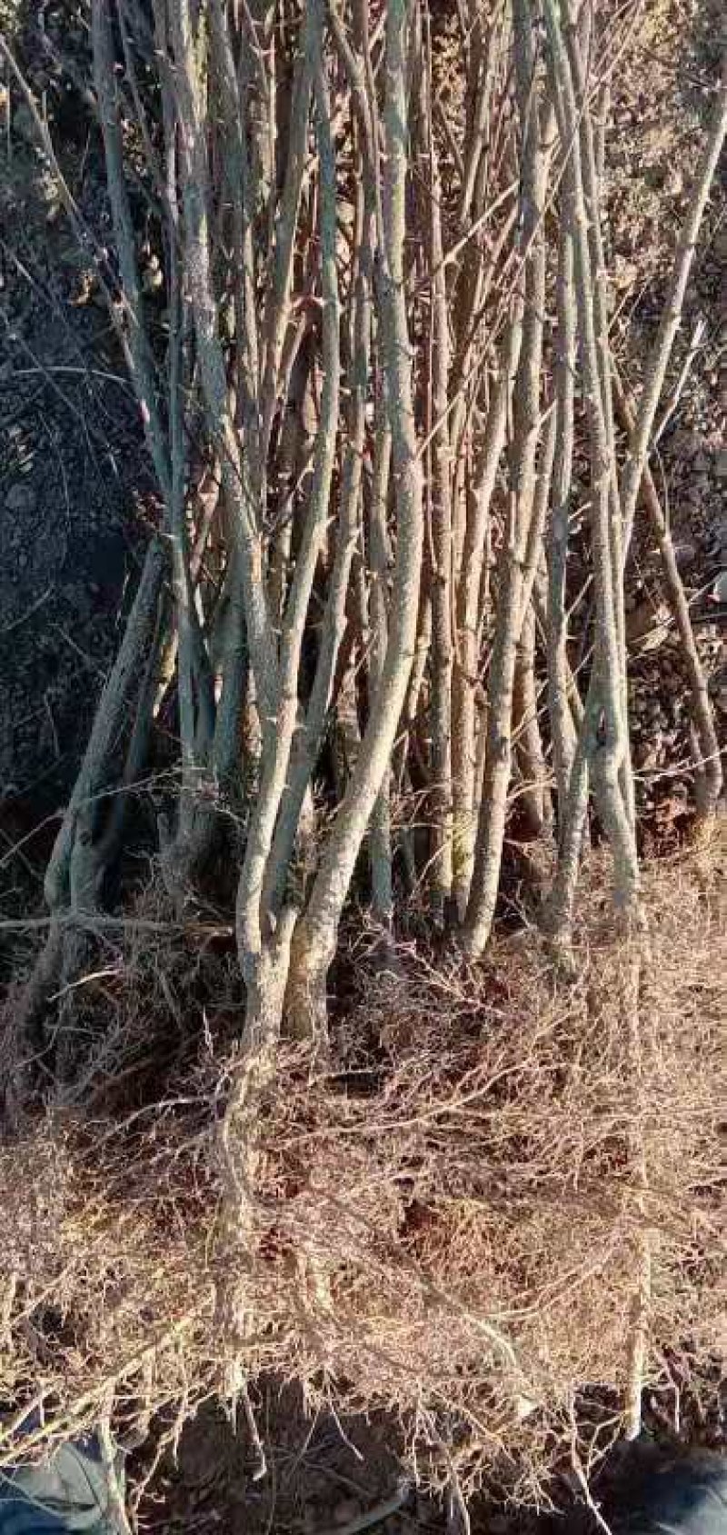 河北花椒苗，优质大红袍花椒苗，