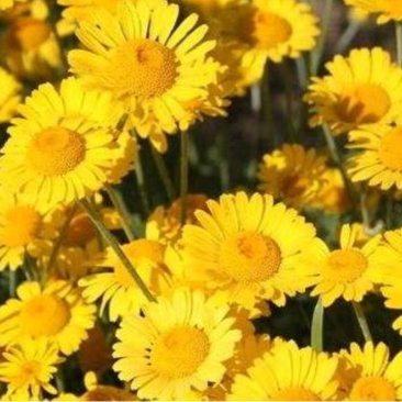 日光菊种子赛菊芋种多年生宿根草花种子庭院绿化观花草