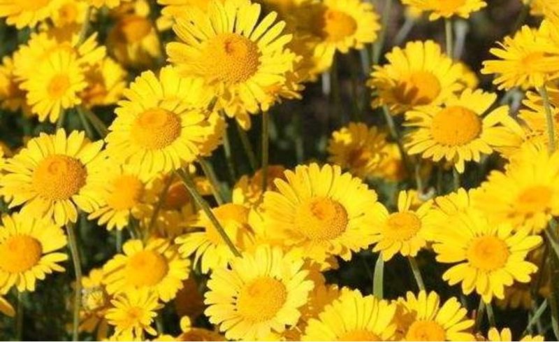 日光菊种子赛菊芋种多年生宿根草花种子庭院绿化观花草