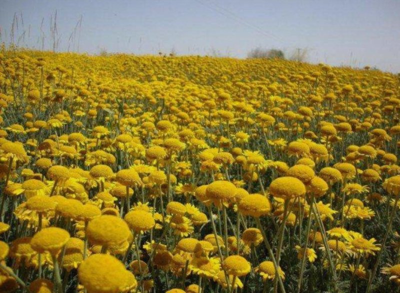 日光菊种子赛菊芋种多年生宿根草花种子庭院绿化观花草