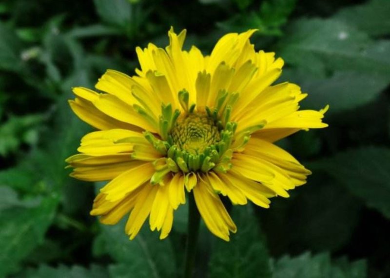 日光菊种子赛菊芋种多年生宿根草花种子庭院绿化观花草