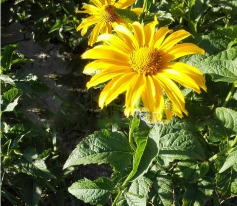 日光菊种子赛菊芋种多年生宿根草花种子庭院绿化观花草