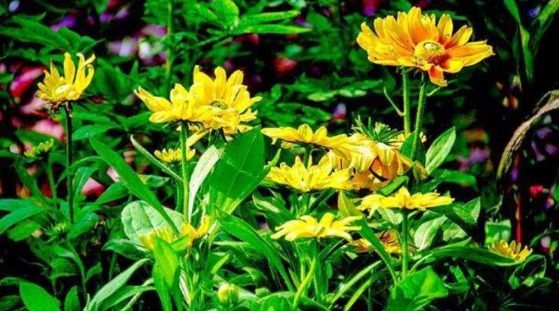 日光菊种子赛菊芋种多年生宿根草花种子庭院绿化观花草