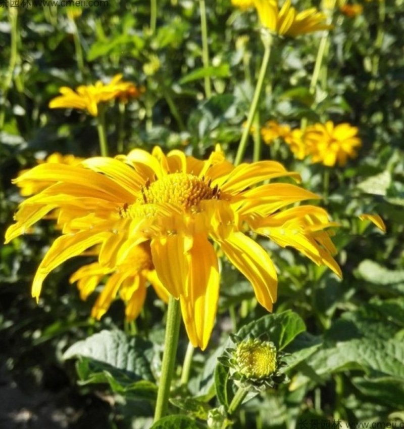 日光菊种子赛菊芋种多年生宿根草花种子庭院绿化观花草